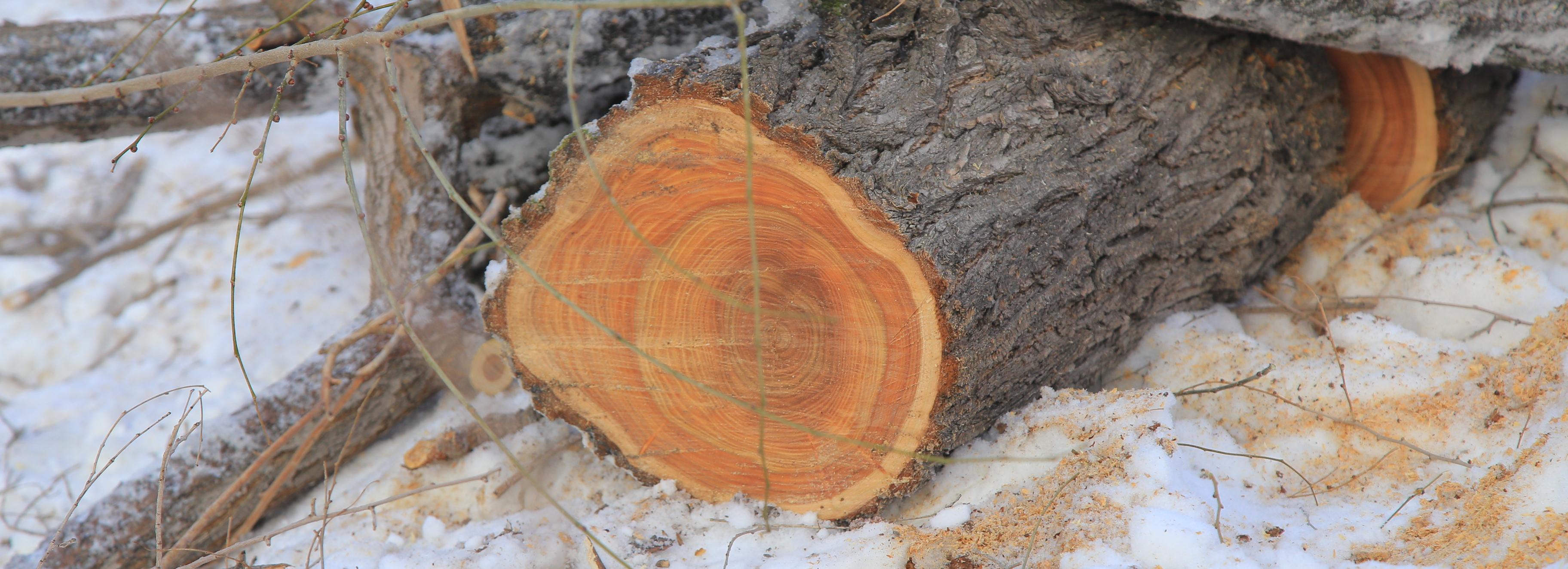 Два аварийных тополя снесут в сквере имени Калинина в Новосибирске