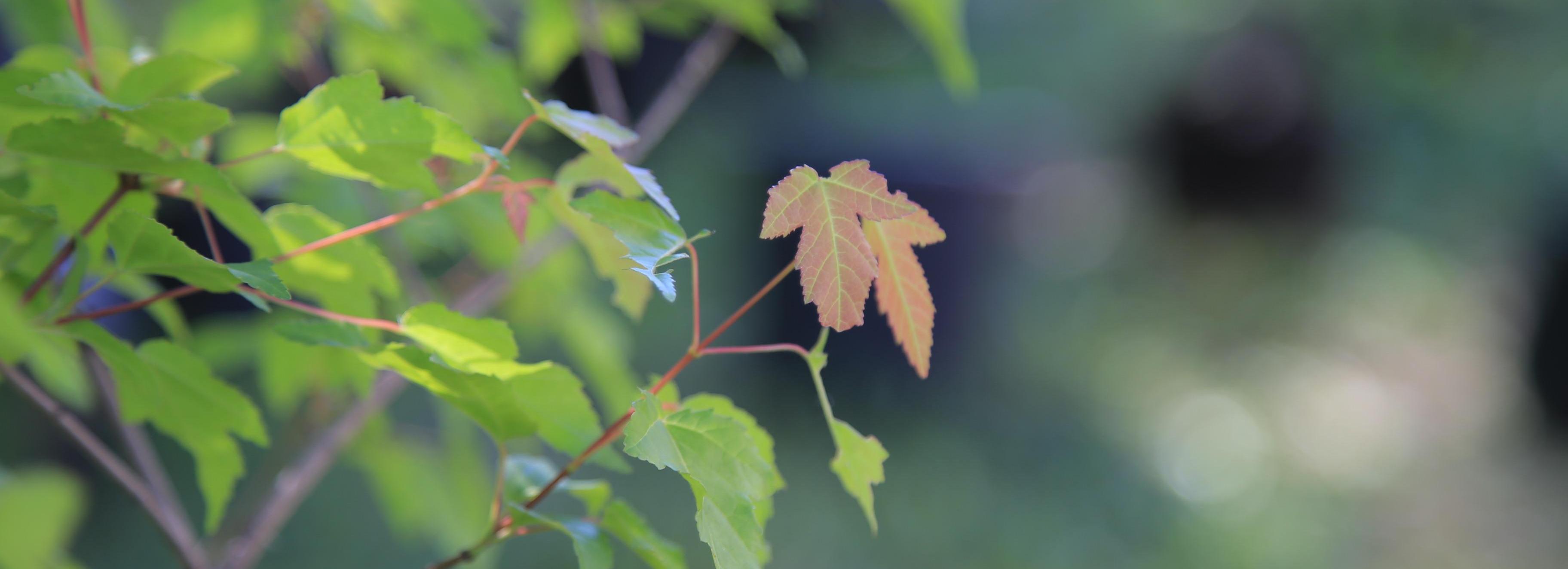 Через 5 лет городской питомник полностью обеспечит Новосибирск саженцами