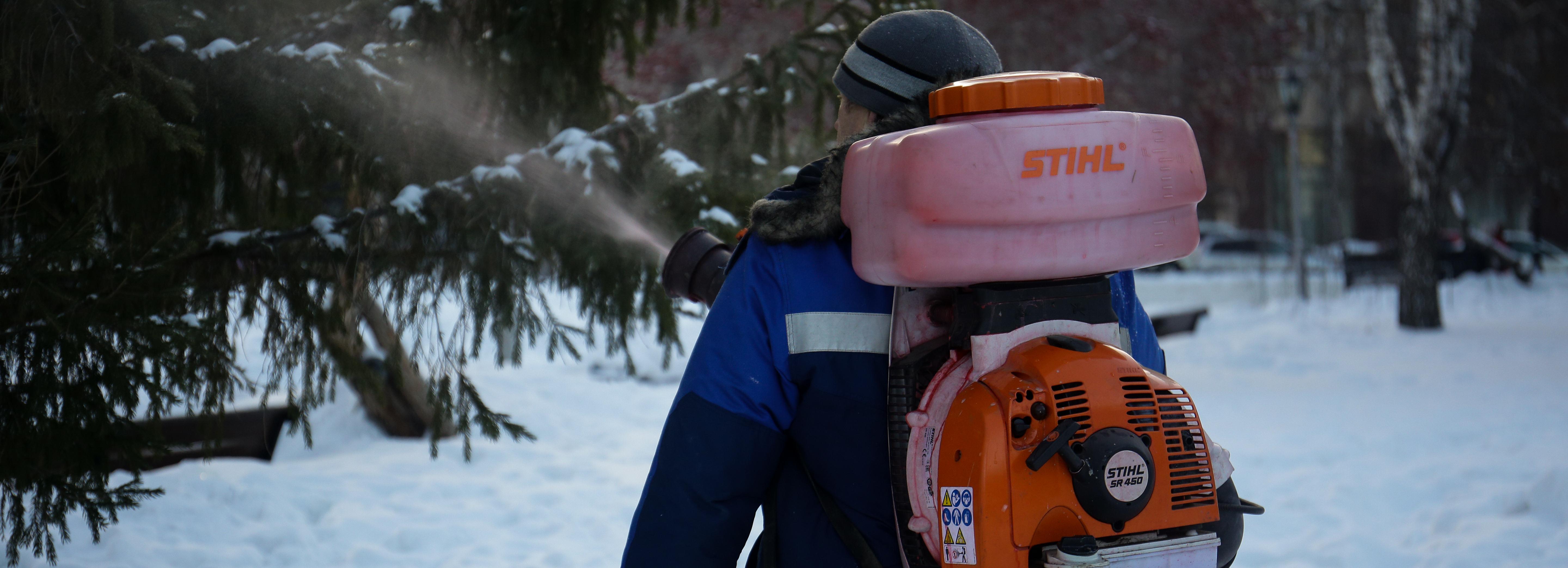 Хвойные деревья обработают антивандальной смесью в Новосибирске