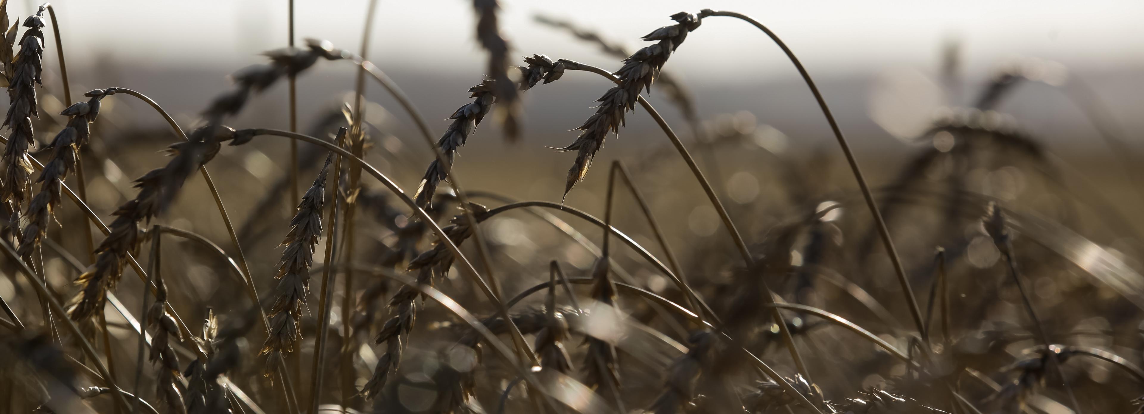 Агробиотехнопарк планируют построить под Новосибирском