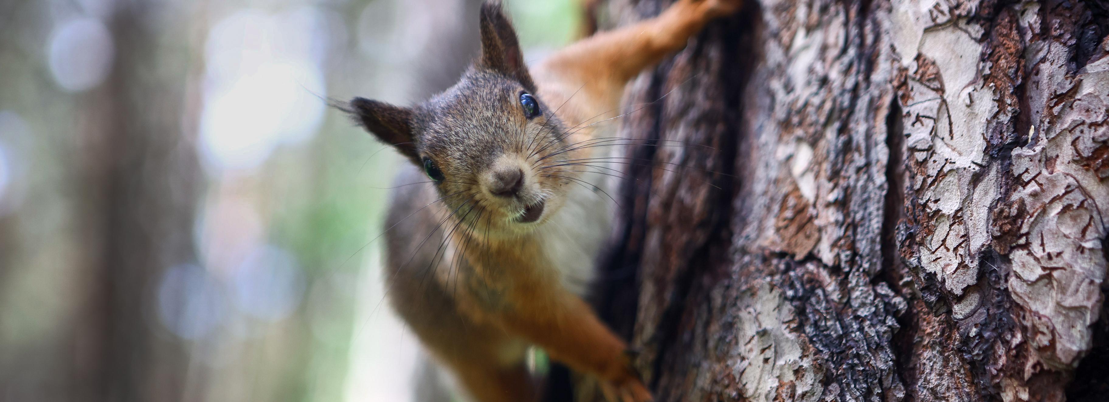 Горожан просят не бросать в лесу пластик: как он вредит животным