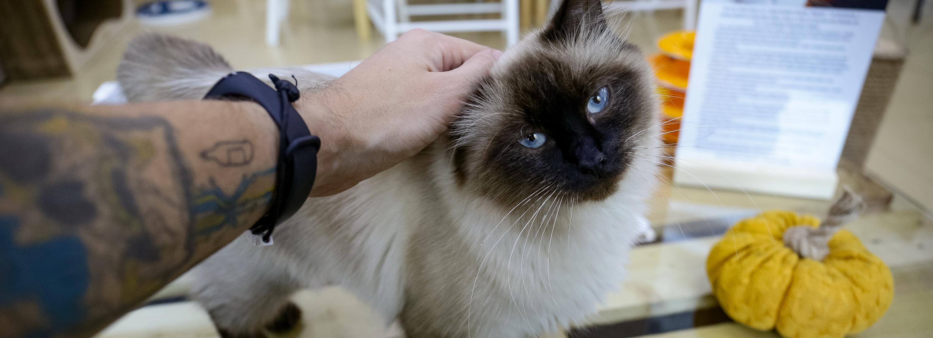 Всё будет замурчательно: усатые обитатели нового котокафе ждут в гости