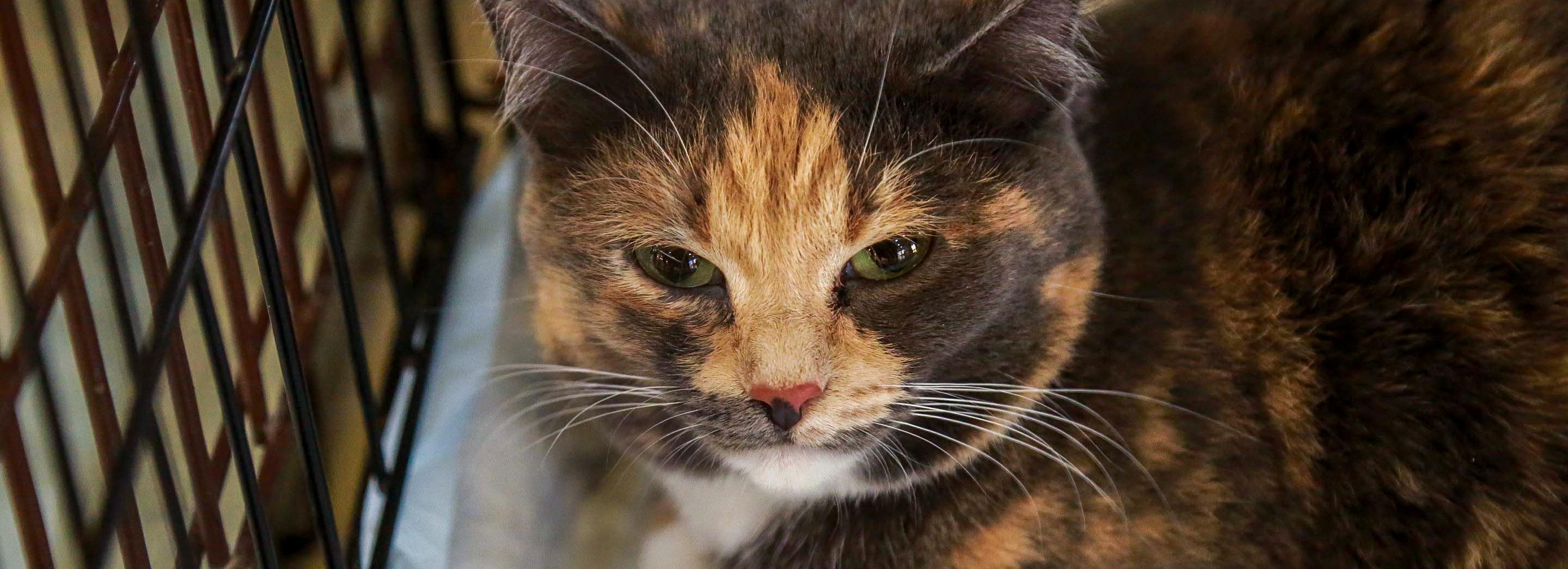 Афиша выходных: Beat Weekend, монохромная выставка и раздача животных