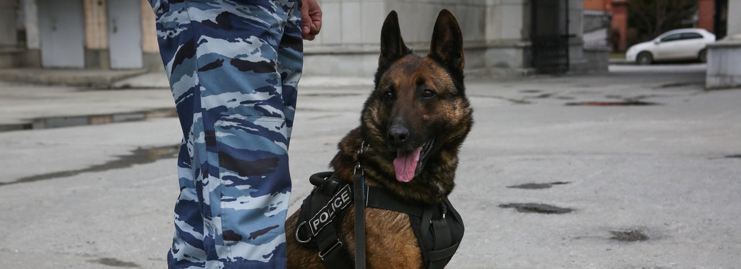 Профессия — кинолог: как обучают хвостатых ищеек в Новосибирске