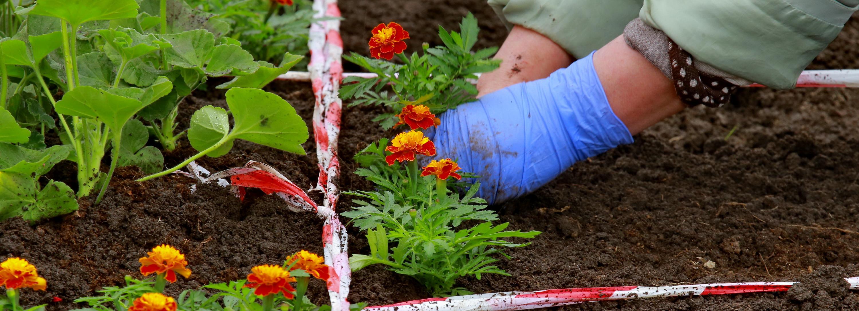 Новосибирцев зовут на презентацию уникального пособия по озеленению