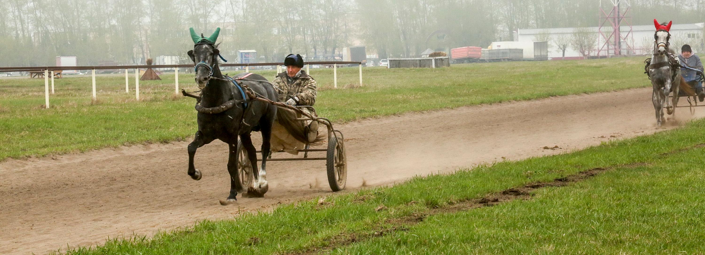 Беговой сезон на Новосибирском ипподроме откроет сотня лошадей