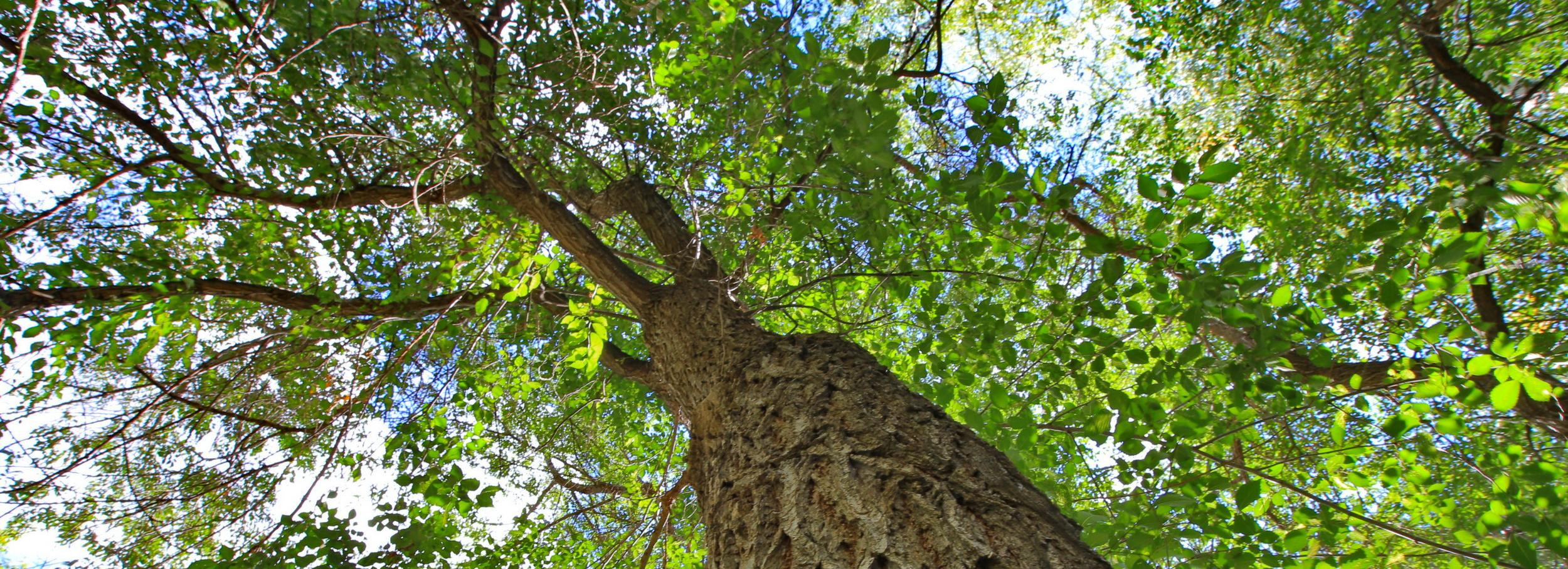 На охранные зоны разделили лесной парк «Заельцовский бор» в Новосибирске