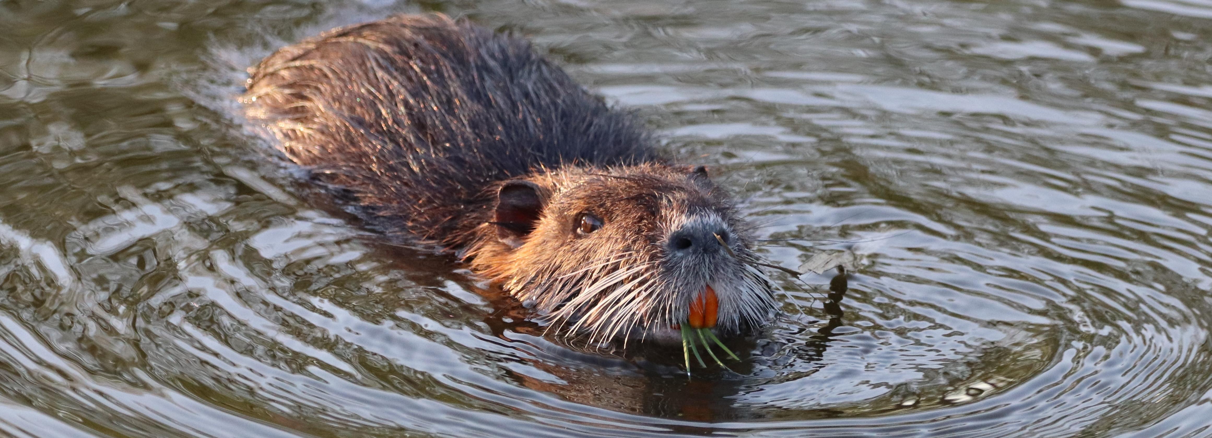 Агрессивные бобры угрожают новосибирским рыбакам