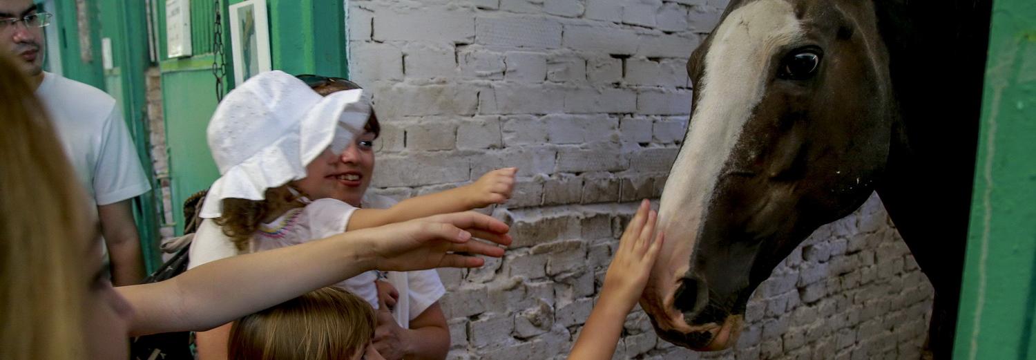 Конюшни вне закона: постройки у Соснового бора предписано убрать