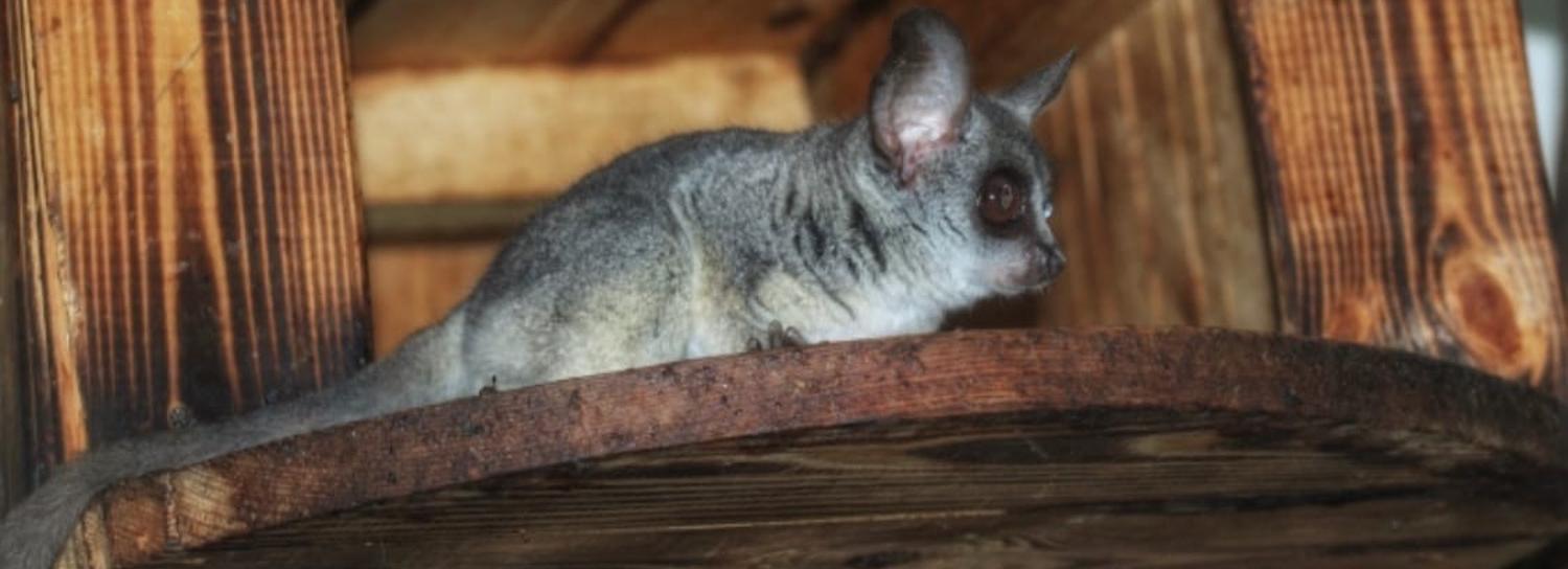 У сенегальских галаго в Новосибирском зоопарке родился крошечный малыш