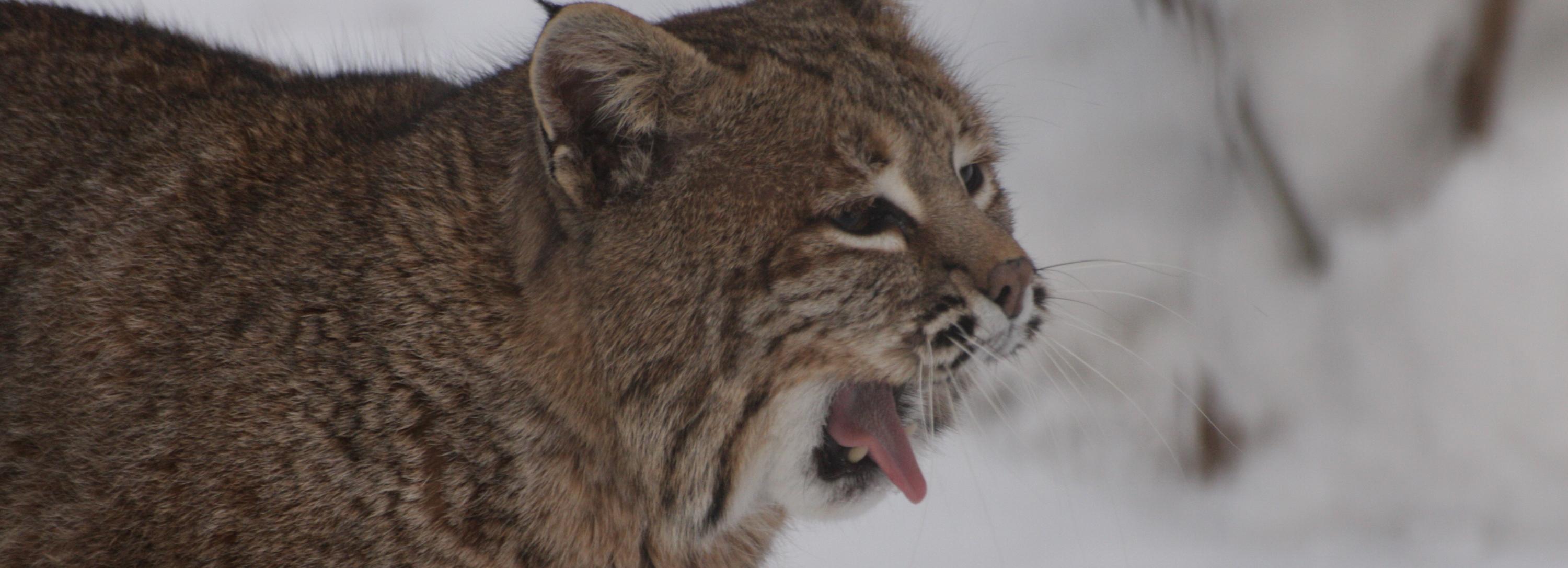 «Надулись» и нахохлились: чем заняты звери в новосибирском зоопарке зимой