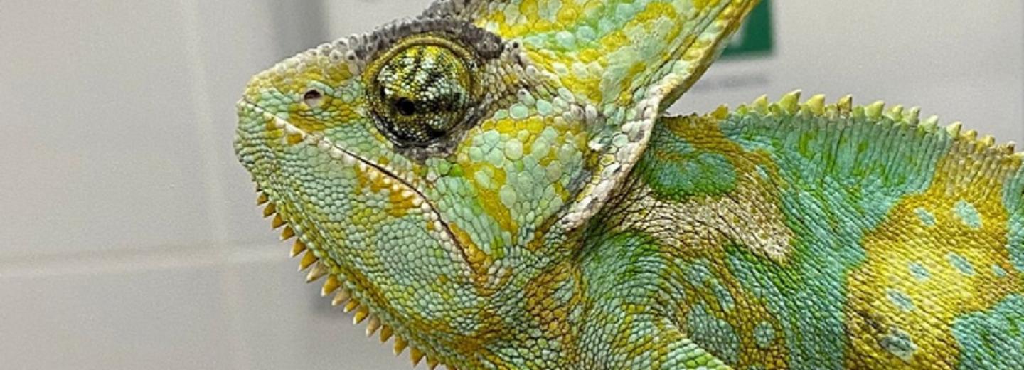 Попавшего в ДТП хамелеона вылечили новосибирские ветеринары