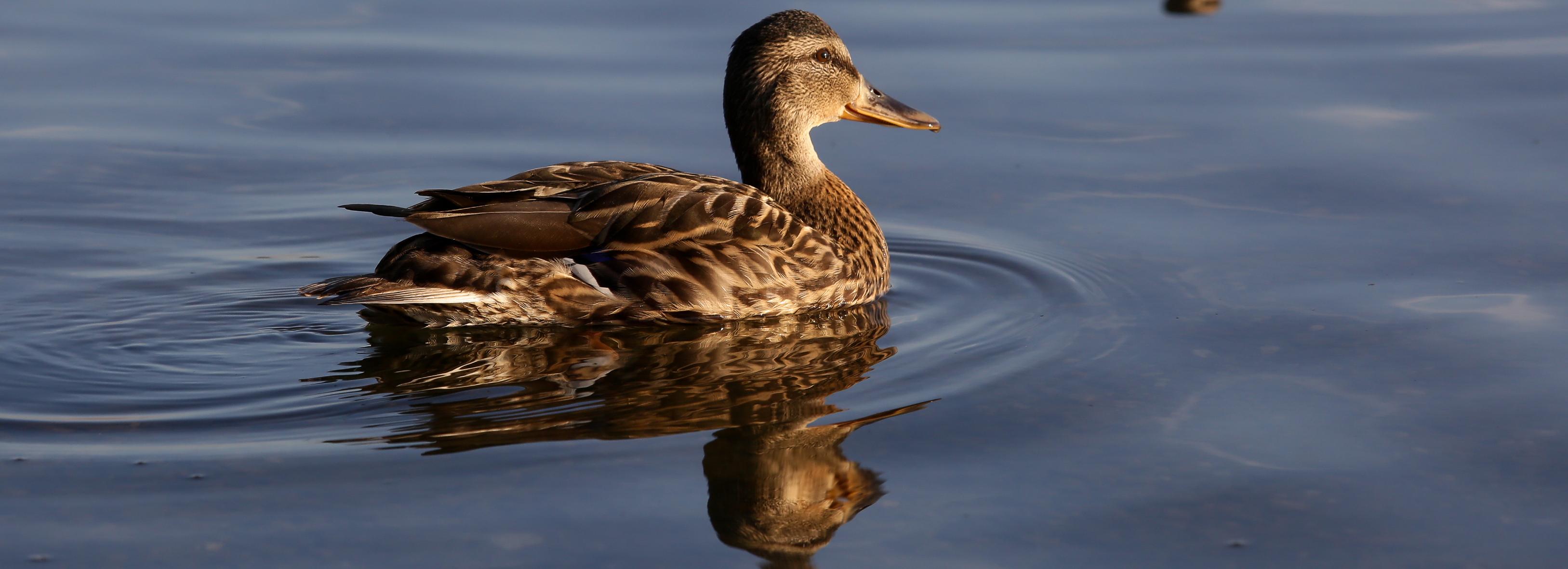 «Не накопил на билет»: какие птицы ещё не улетели на юг
