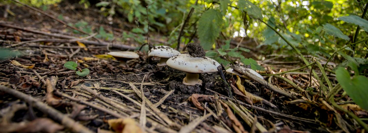 Зачем новосибирские учёные облучают радиацией грибы вёшенки