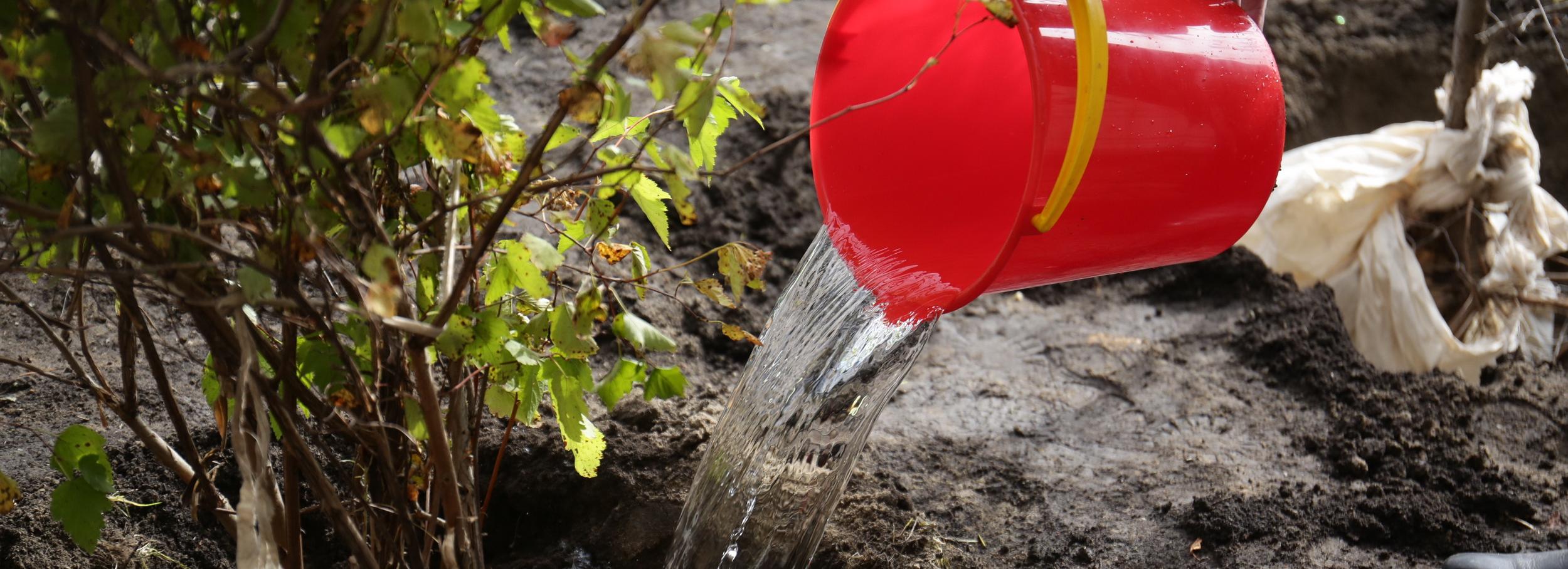 Вокруг новой школы в «Европейском береге» высадят 12-метровые тополя