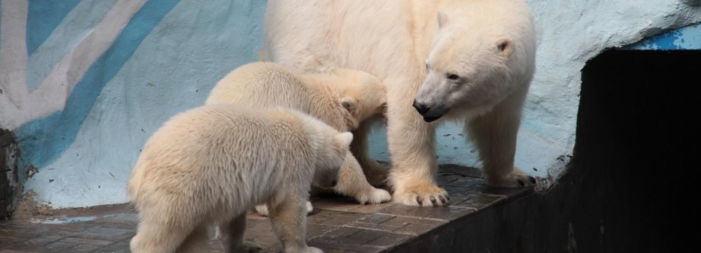 Повзрослевших белых медвежат отселили от мамы Герды в зоопарке