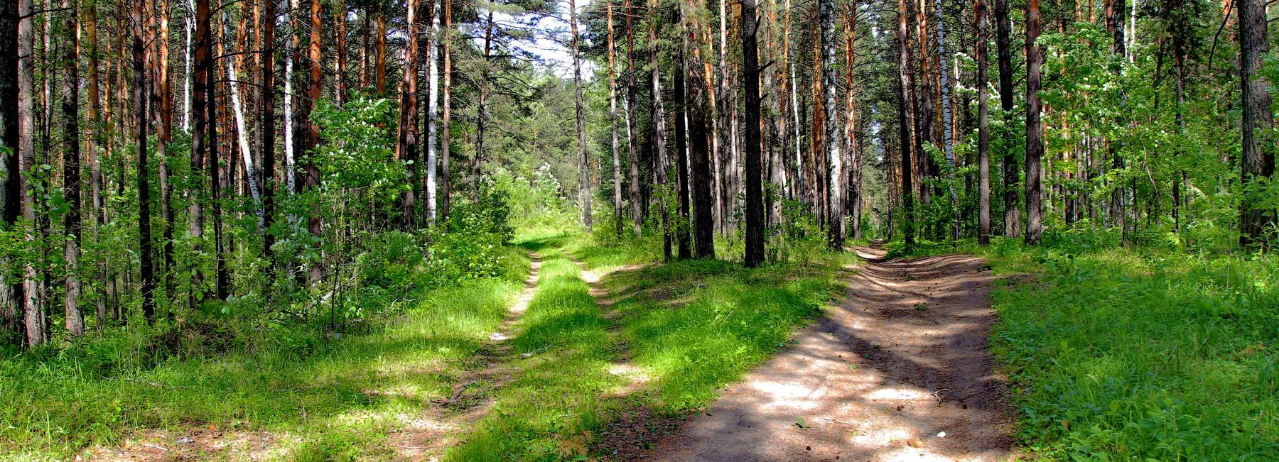 Депутаты выступают за запрет строительства в Заельцовском бору