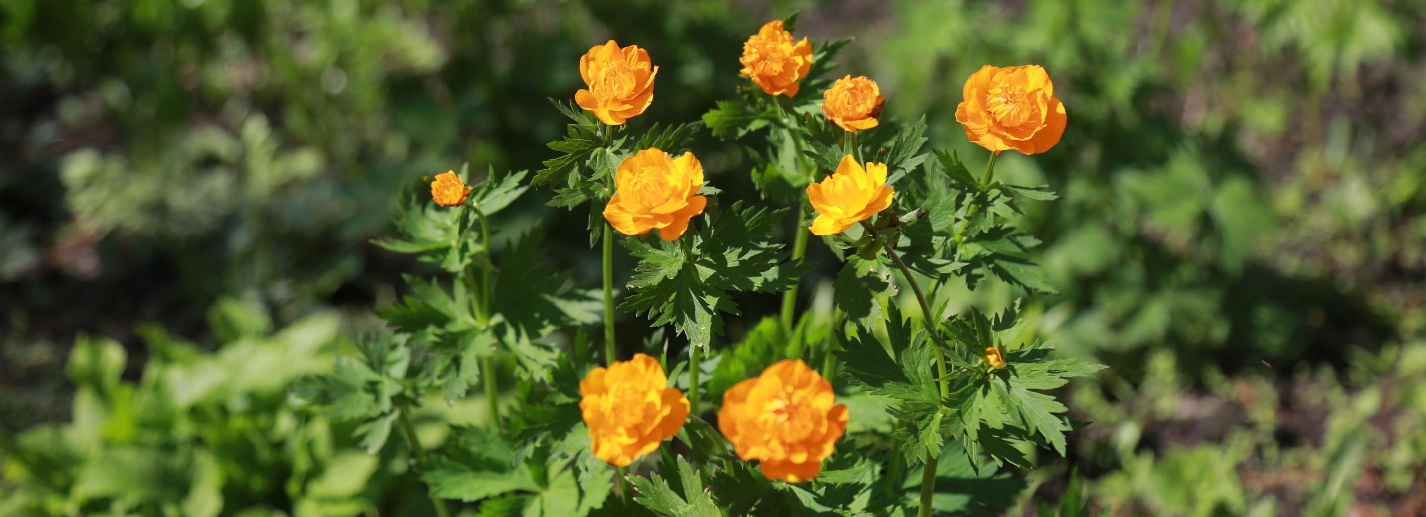 В Первомайке высаживают цветы на восстановленных газонах