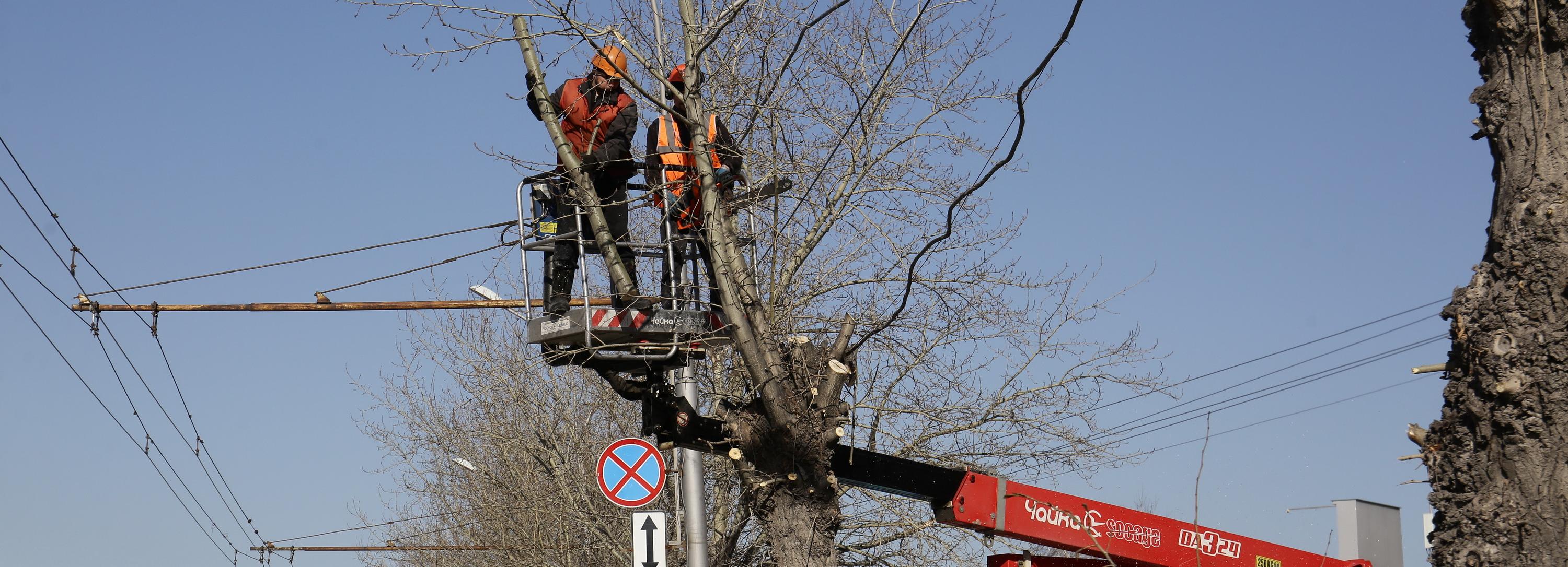 Три десятка аварийных деревьев уберут с Вокзальной магистрали