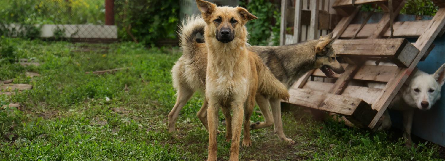 За тепличных собак с улицы Днепровской взялась прокуратура