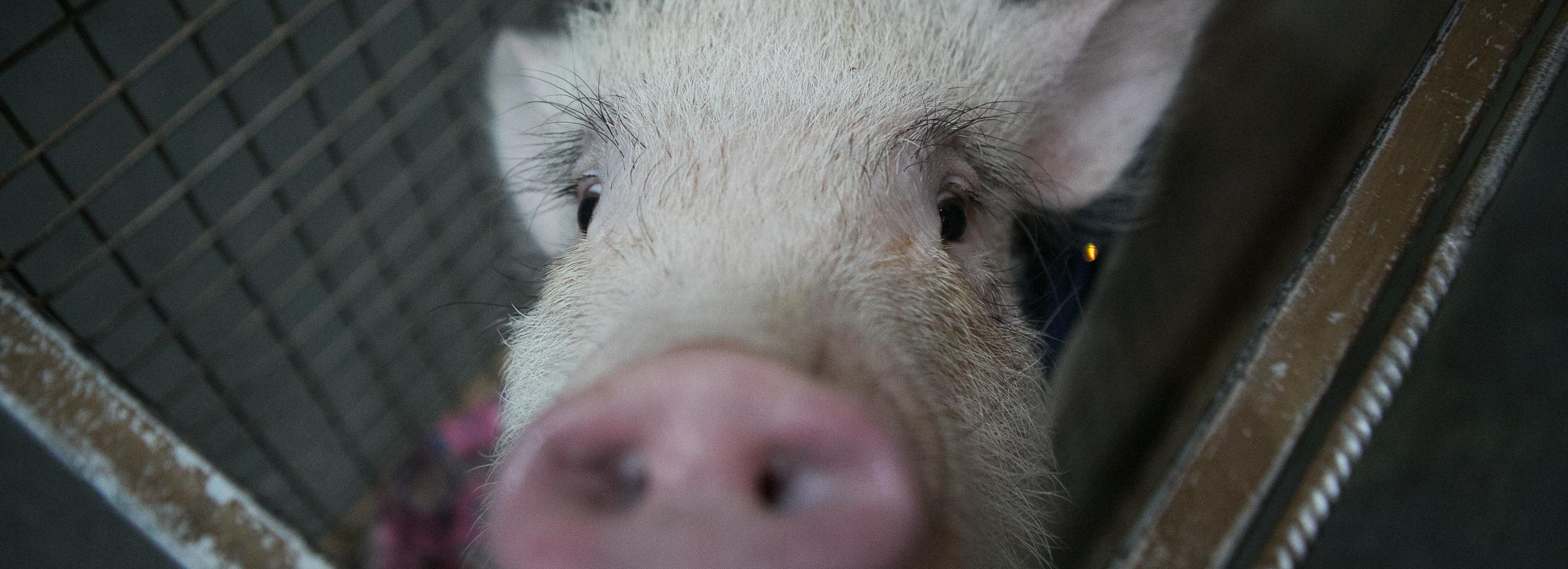 Свиньи едва не лишили фермера техники в Новосибирской области