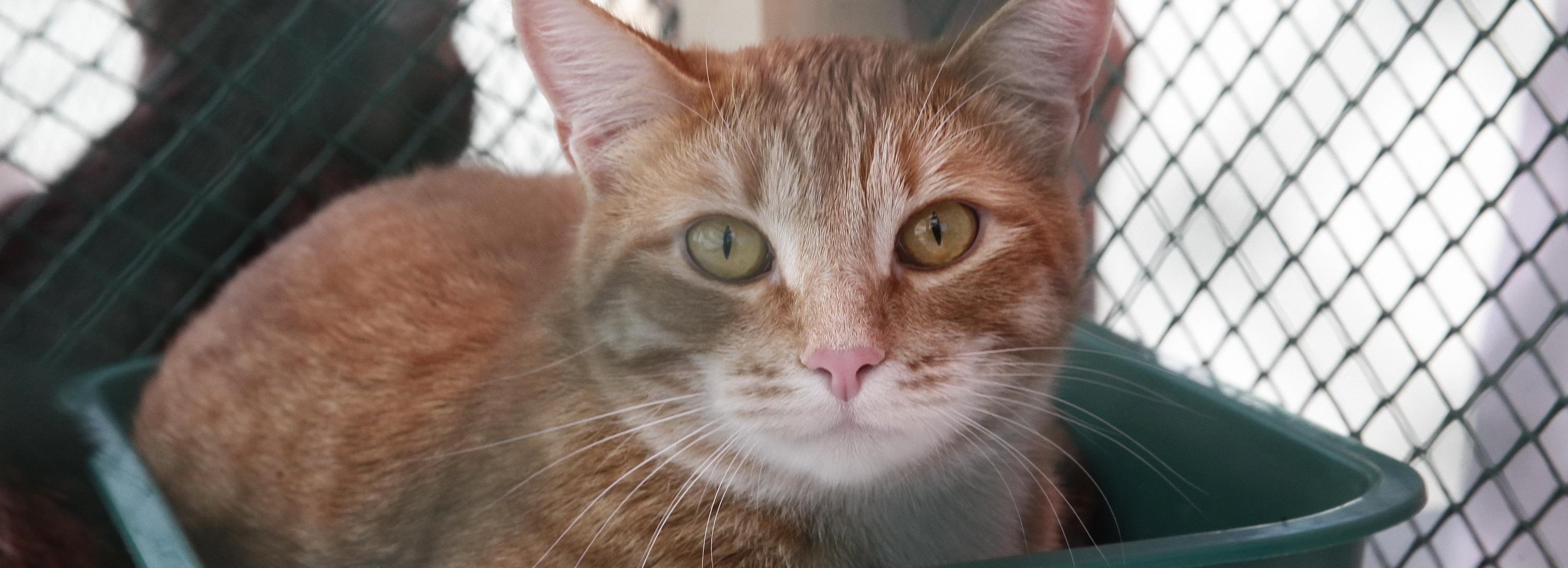 Летняя «Варежка»: 27 собак и кошек нашли свой дом