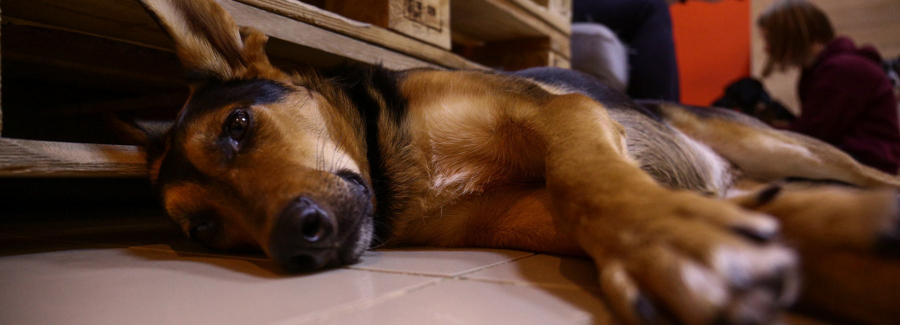 Закрывается единственное в Новосибирске пёсокафе Dog House