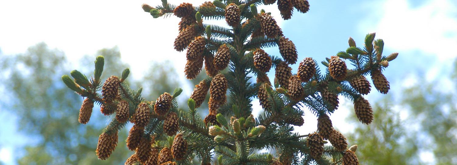 Не дать людям уйти в лес: Заельцовскому бору прибавят 30 гектаров
