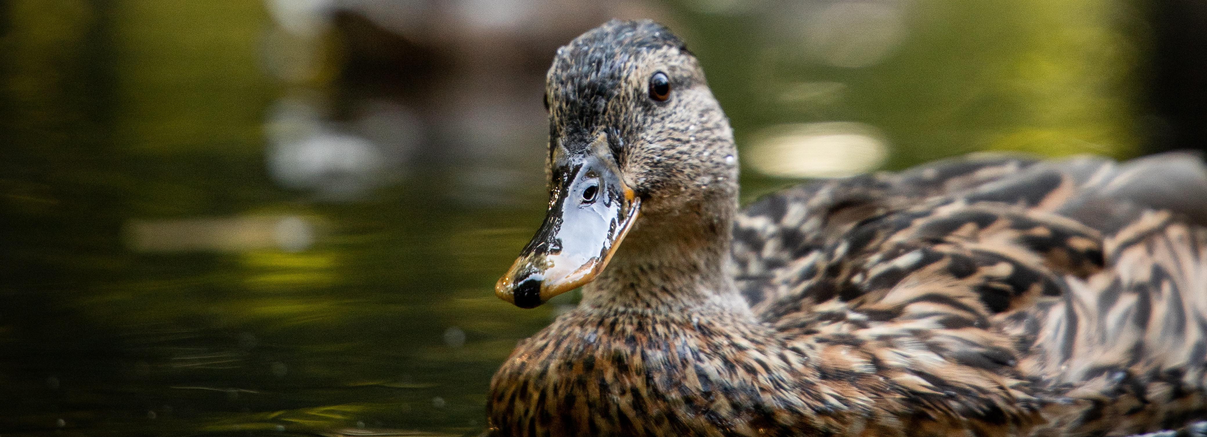 Правила охоты с подсадной уткой изменились в Новосибирской области