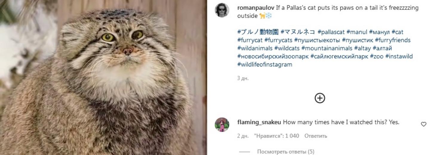 Видео с замёрзшим новосибирским манулом стало хитом Instagram