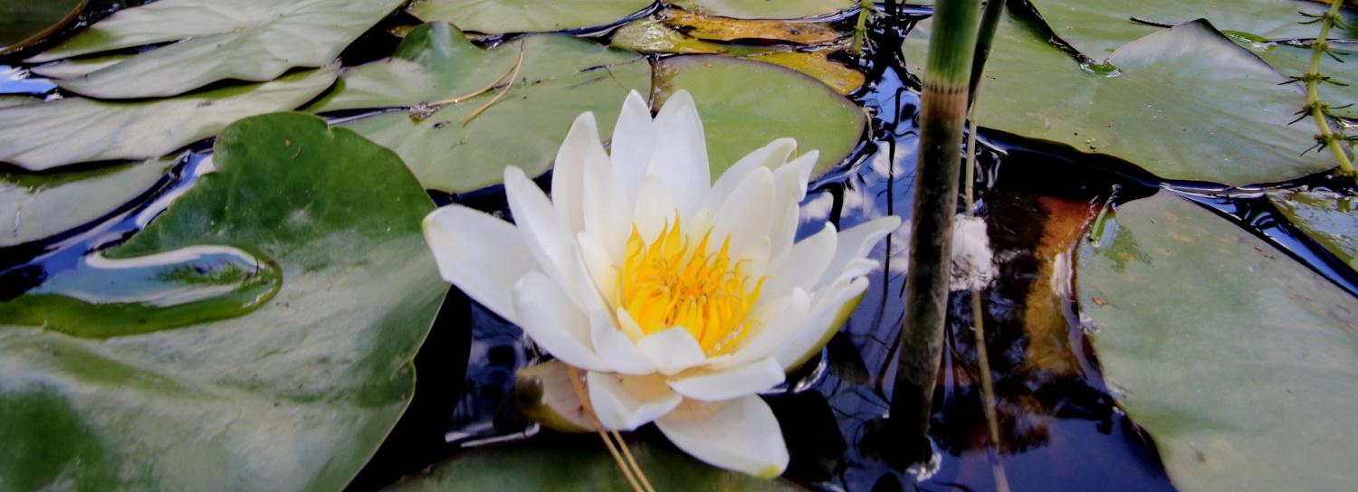 Бонсай-парк ботсада СО РАН: 2500 видов уникальных растений