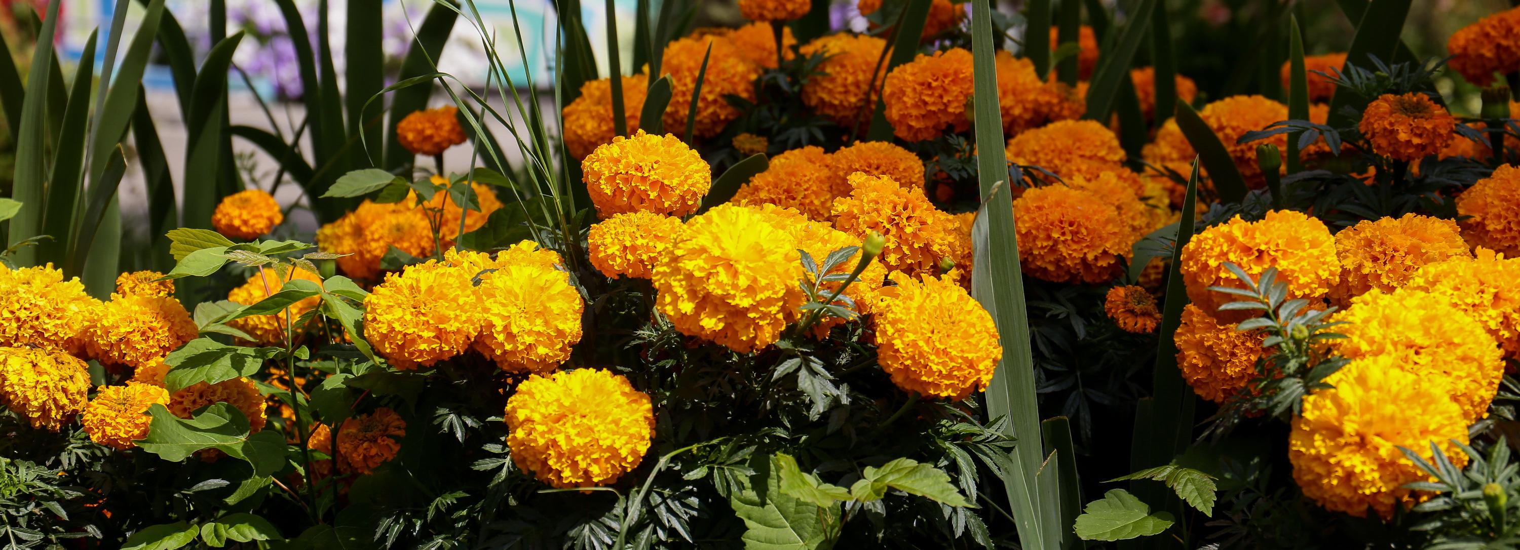 Если вы пропустили: мелодия в полдень, маска Пушкина и лось Василий