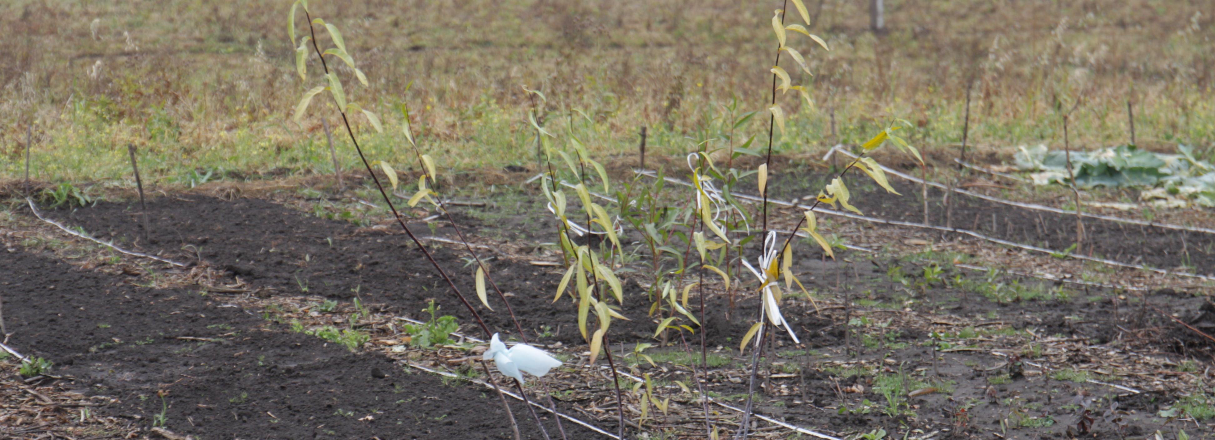 Астры, кизильник и шалфей будут выращивать в питомнике Горзеленхоза