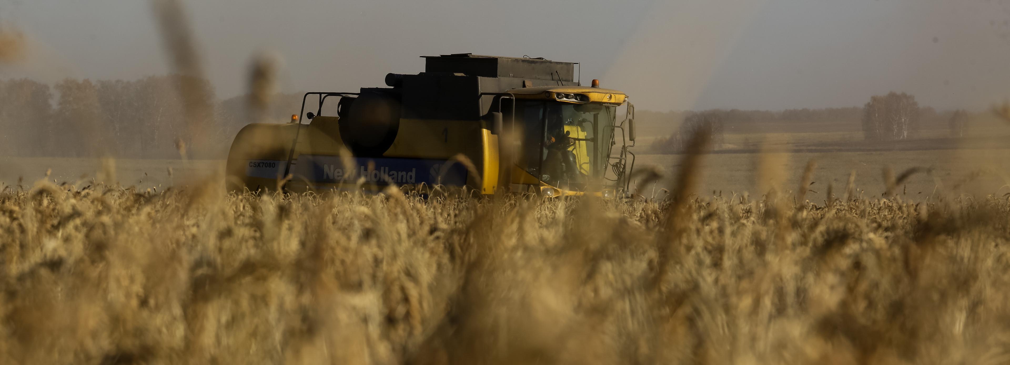 Бабье лето позволило новосибирским аграриям возобновить уборку урожая