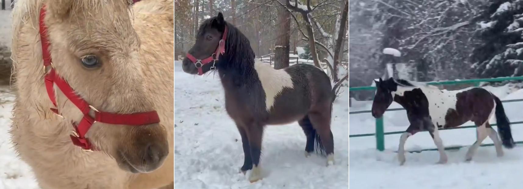 Гнедо-пегий конь и три пони поселились в новосибирском зоопарке