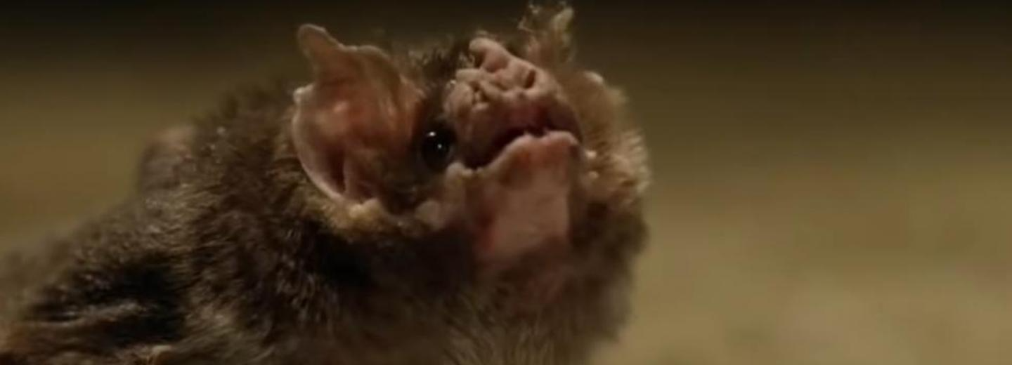 Что делать, если к вам в квартиру попала летучая мышь