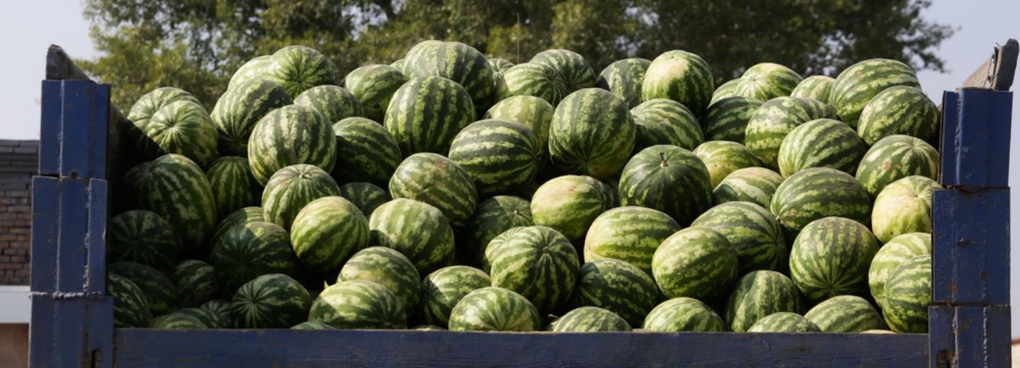 С торговлей арбузами между свалкой и кладбищем разберётся новосибирская полиция