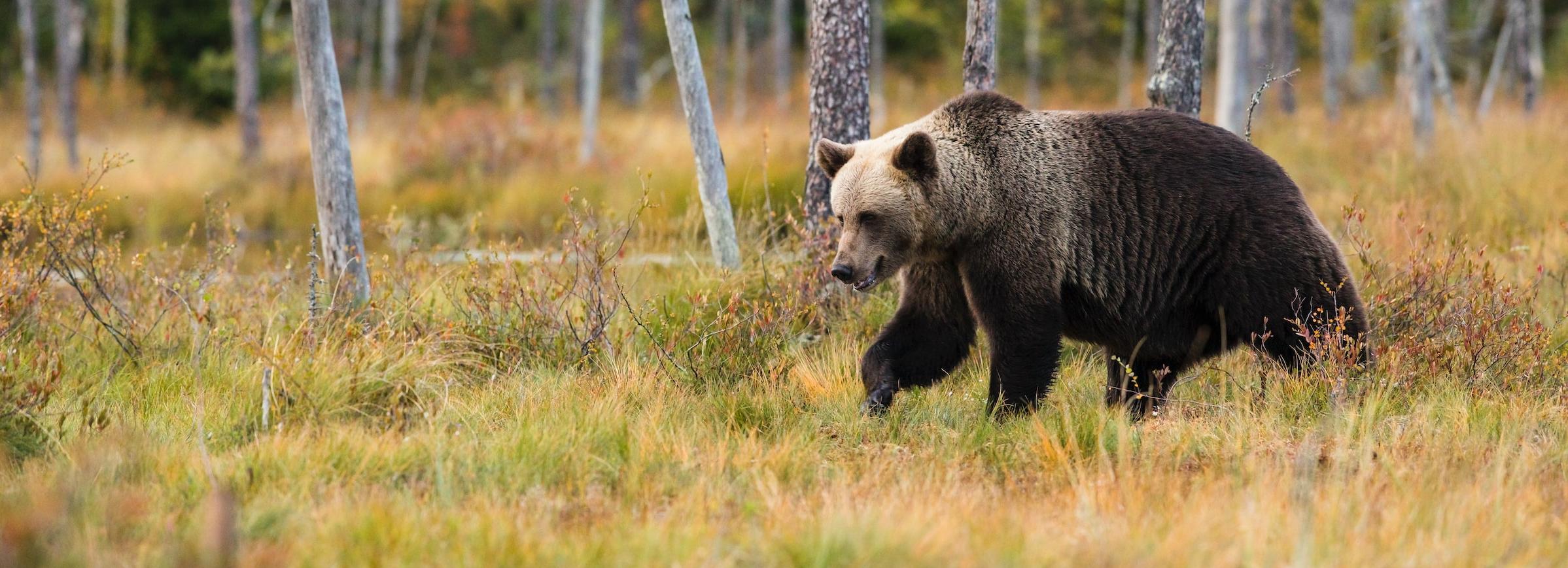 1300 медведей насчитали в новосибирских лесах
