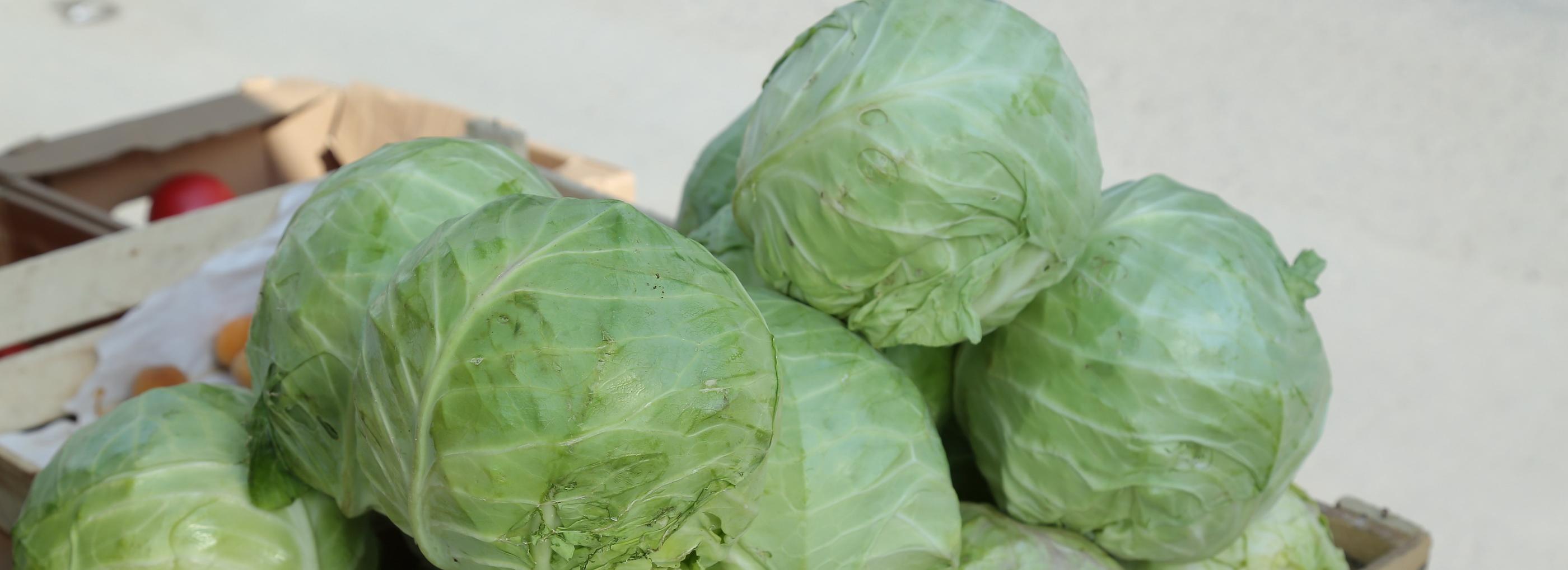 Проблемы с капустой: причины неурожая назвала новосибирский агроном