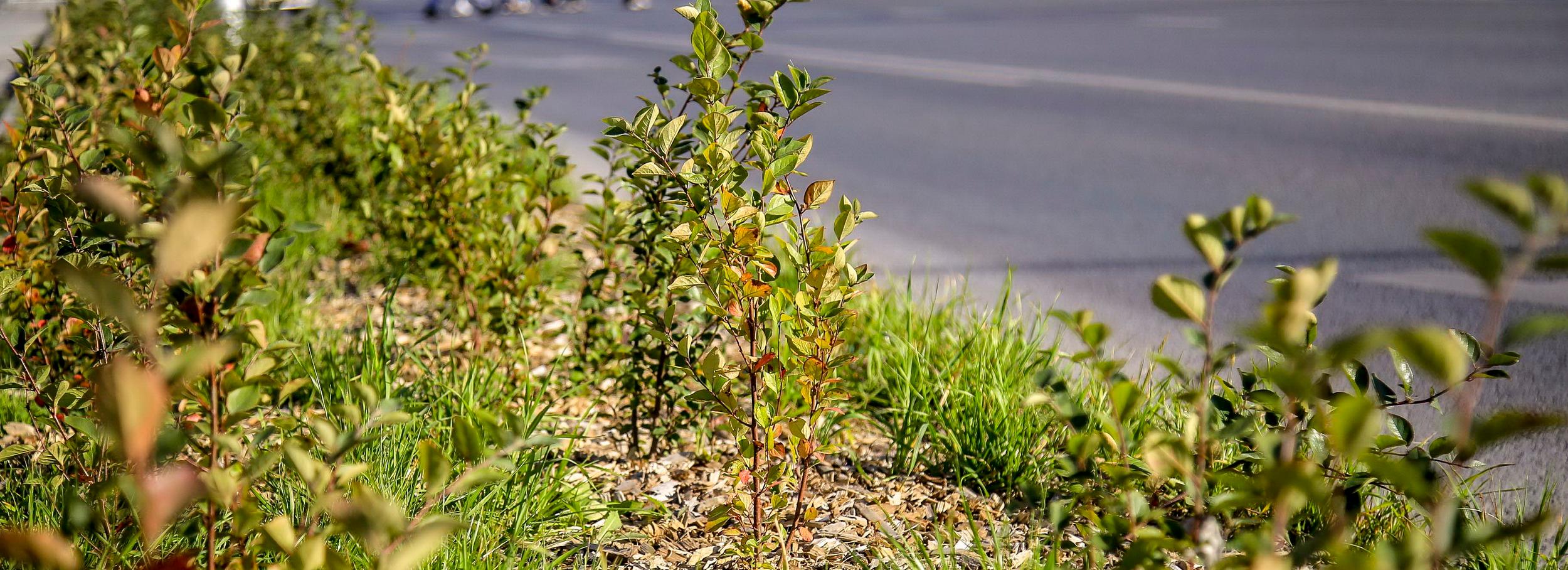 Газоны в двух районах Новосибирска отремонтируют ради победы над пылью