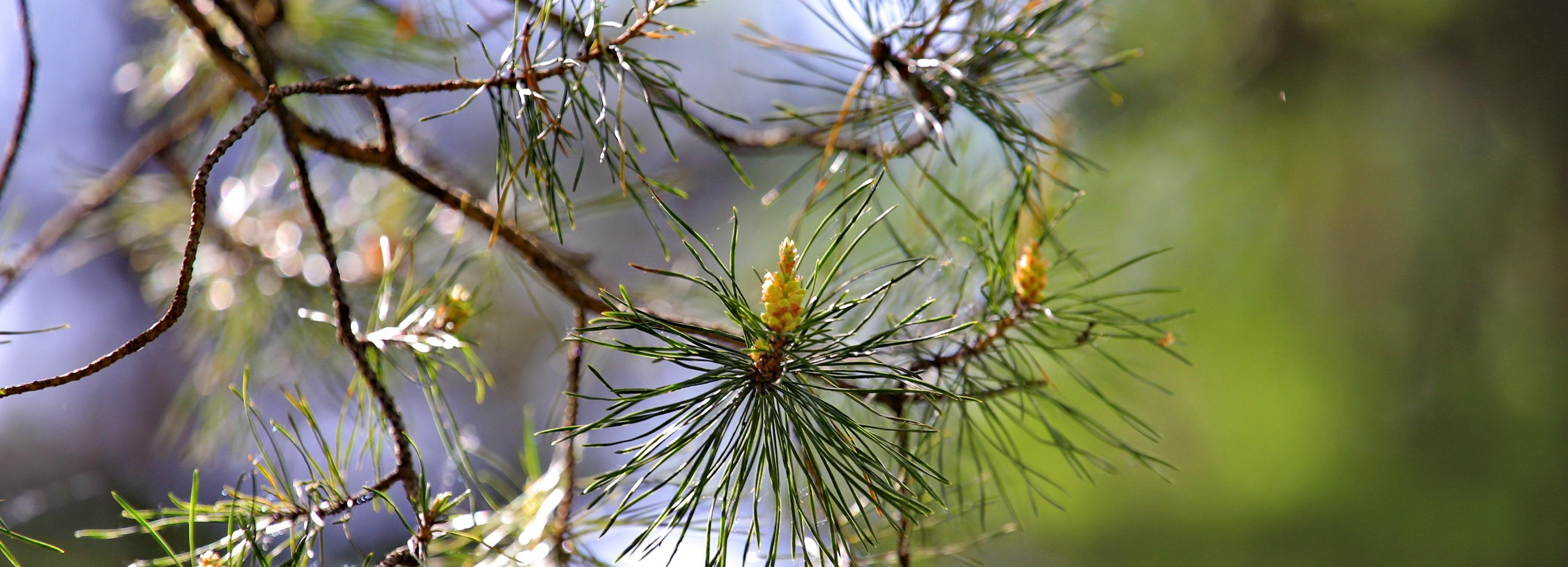 Застройщик намерен отстаивать право на рубку бора в Нижней Ельцовке