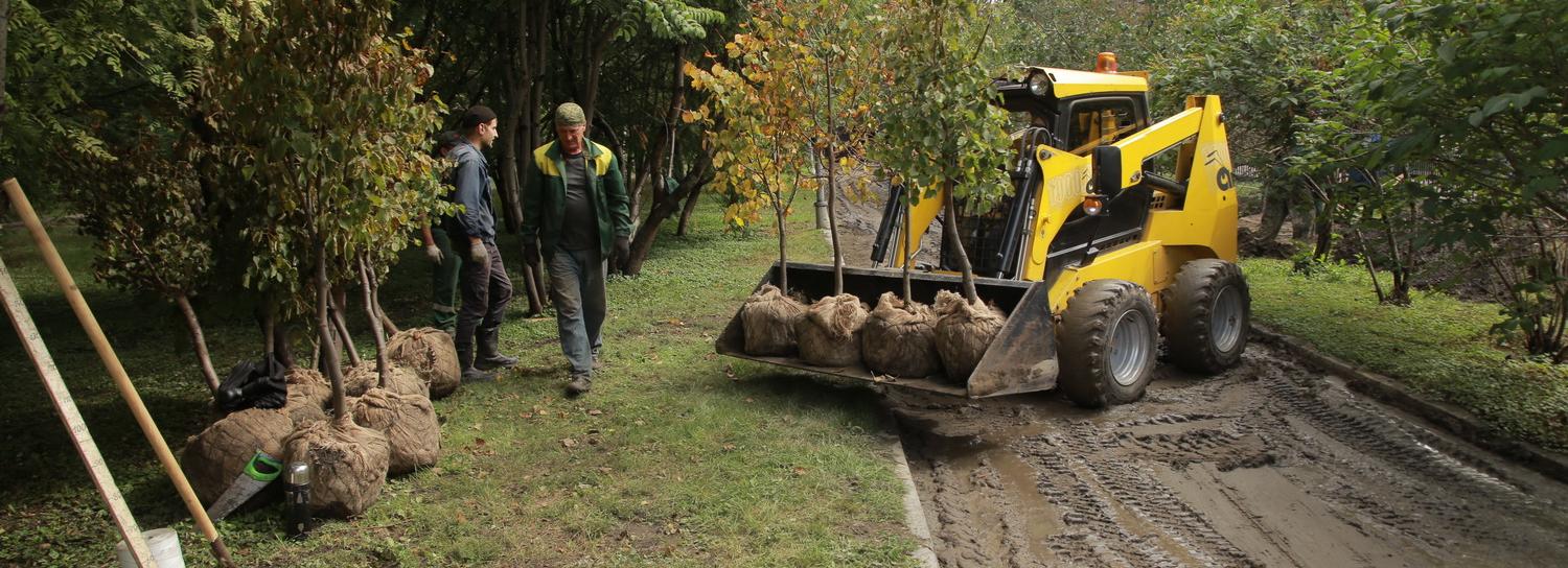 Зелёную стену из 77 лип создают в сквере Героев Революции