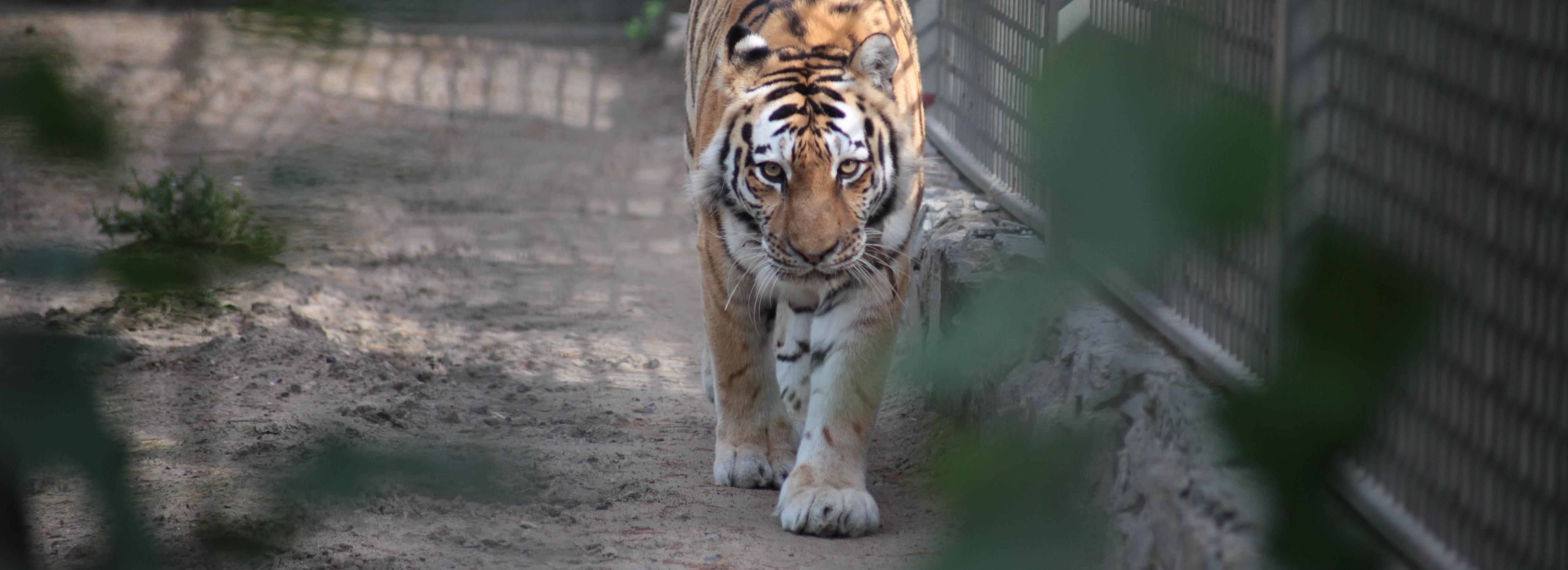 Поймай зверя в кадр: стартует конкурс «Животные Новосибирского зоопарка»