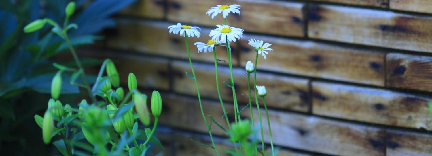 Дачные автобусы стали ходить ежедневно в Новосибирске