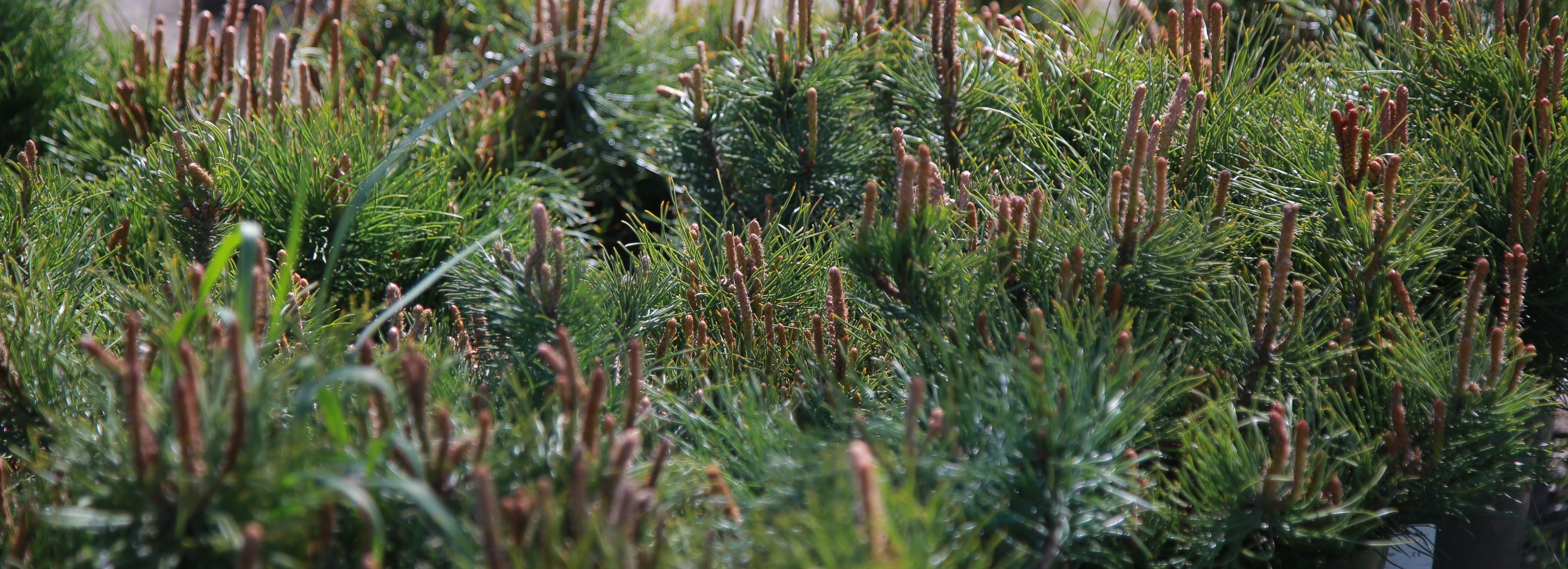 Аллею из 80 елей высадят возле «Сибирь-Арены» ко Дню Победы