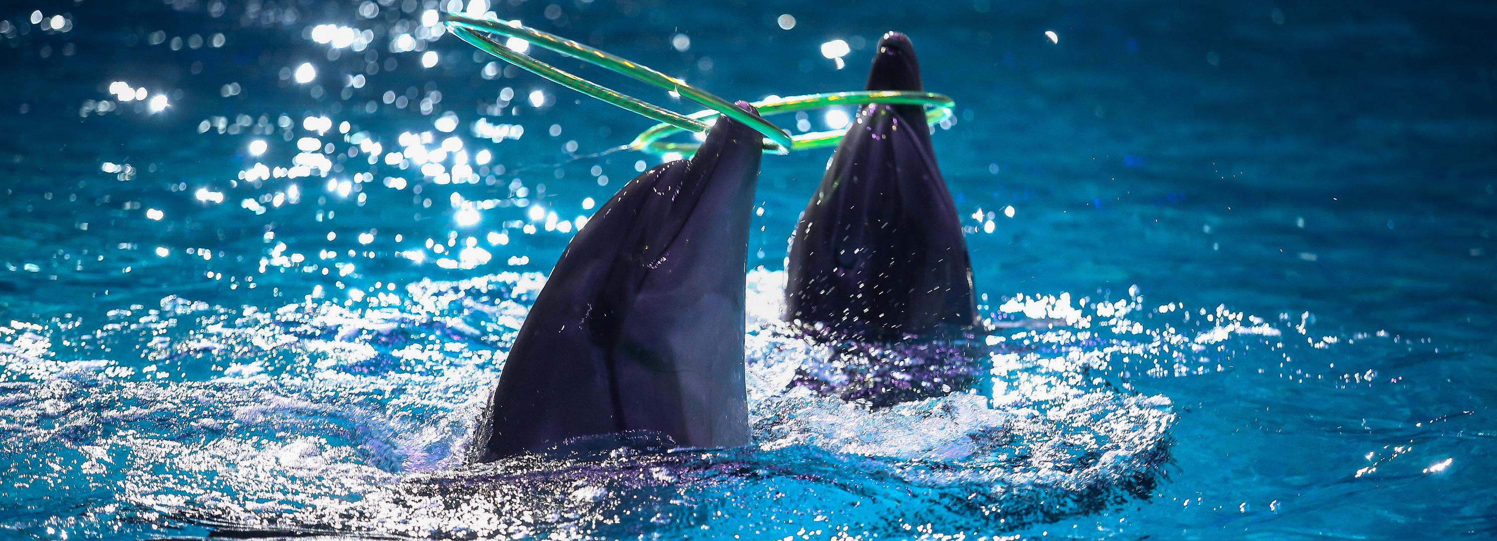 Дарья Глухова: «Тренер дельфинов — это работа для фанатиков»