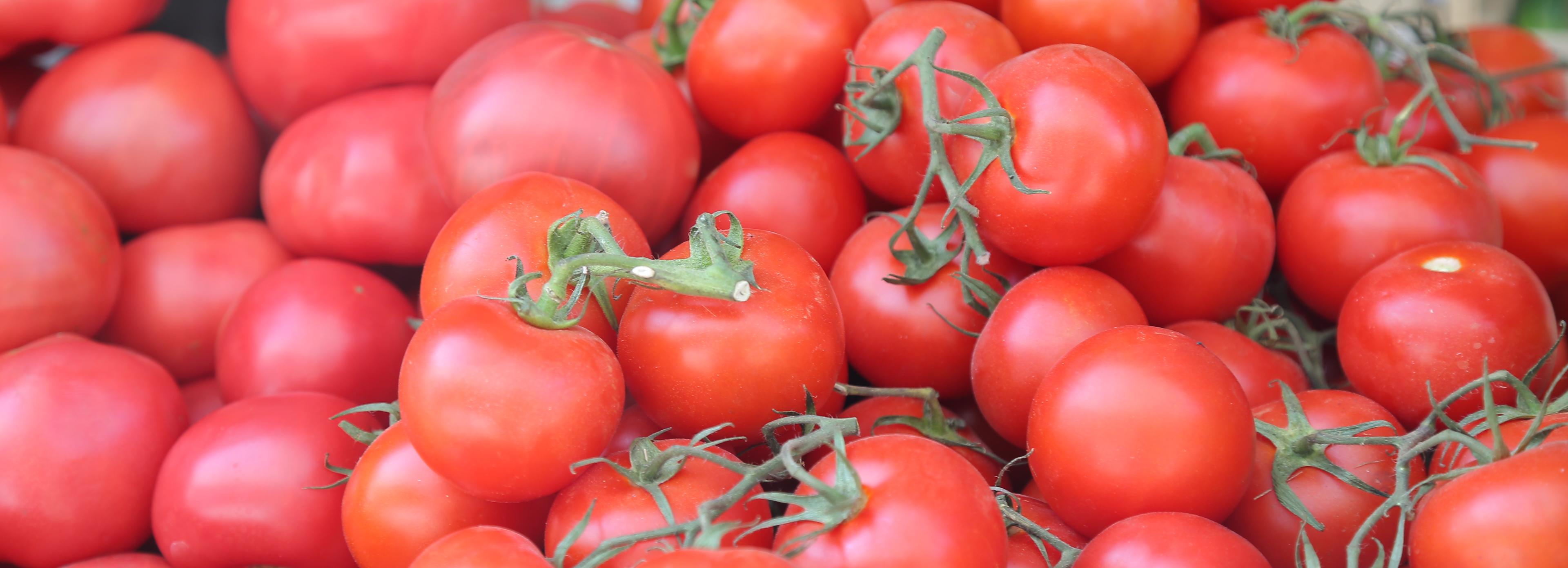 Робота для сбора томатов разработали в Новосибирске