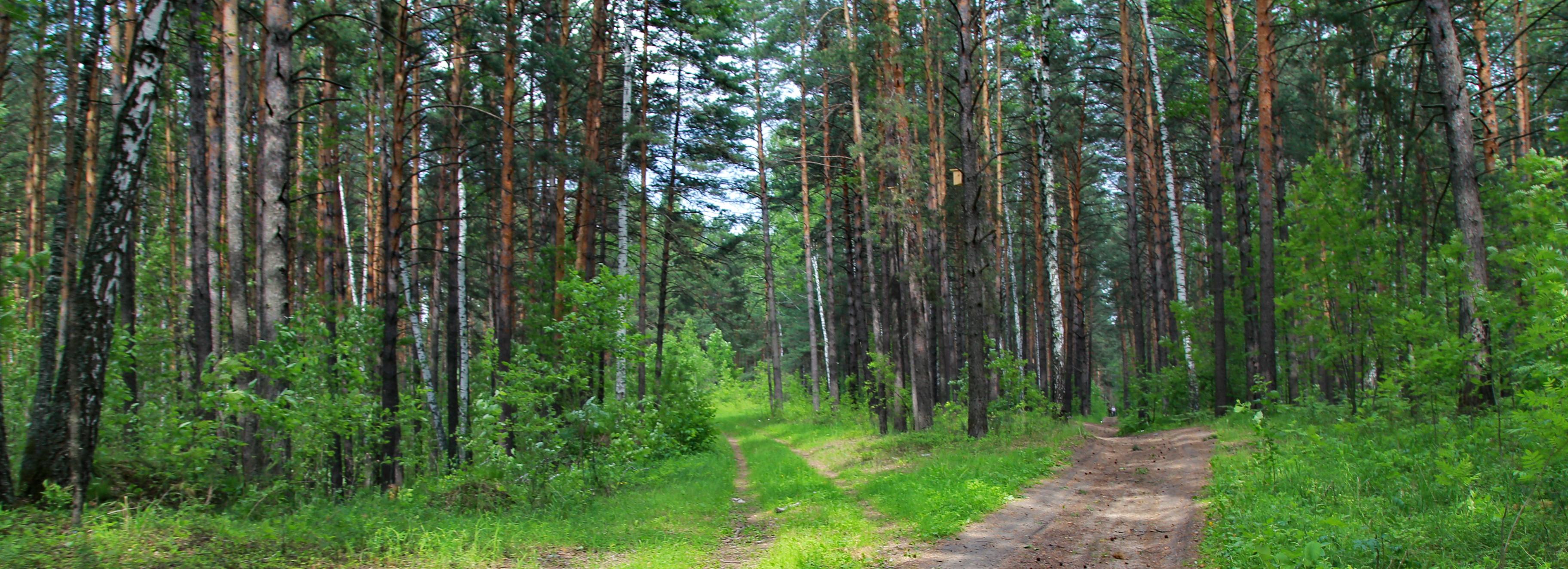 Десять тонн мусора вывезли из красивейшего бора в Новосибирске