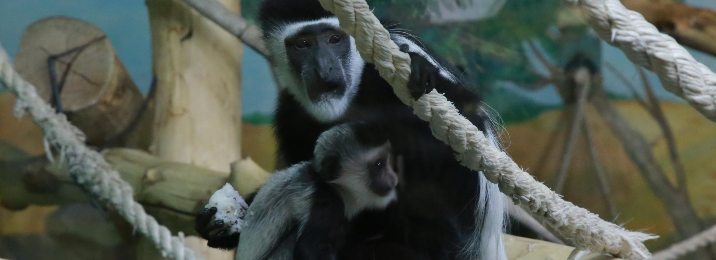 Белоснежного детёныша чёрных колобусов показали в новосибирском зоопарке