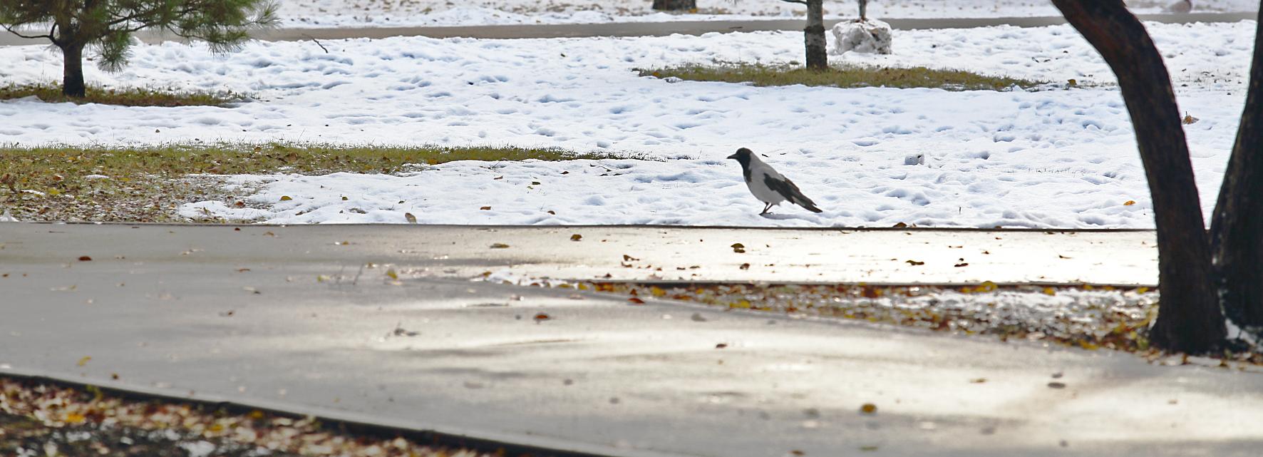 Умеренно тёплую погоду ожидают синоптики в конце октября в Новосибирске